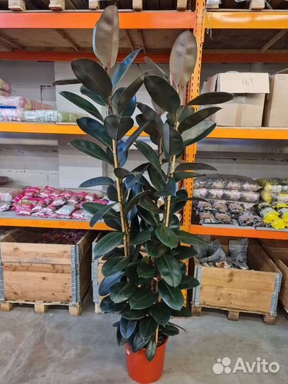 Фикус эластика Абиджан 3ствола высокий