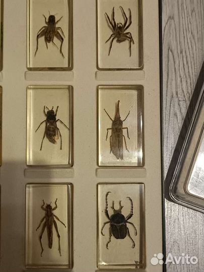 Насекомые в стекле