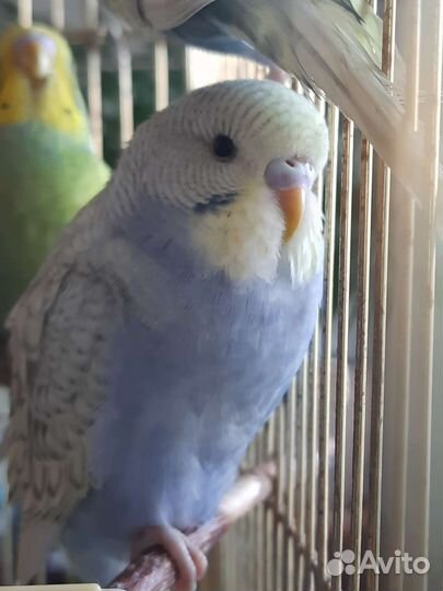 Волнистый попугай ручной