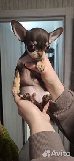 Чихуахуа мини