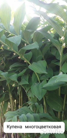 Цветы садовые