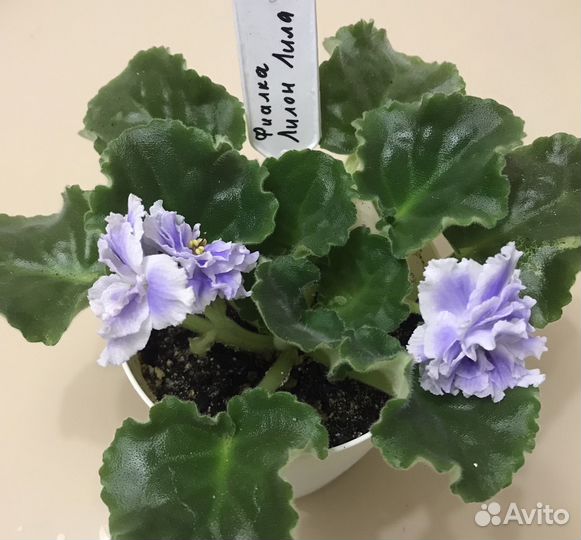 Фиалка Лилон Лила