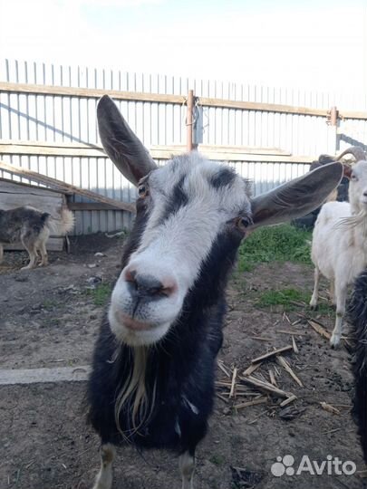 Козы дойные молочные