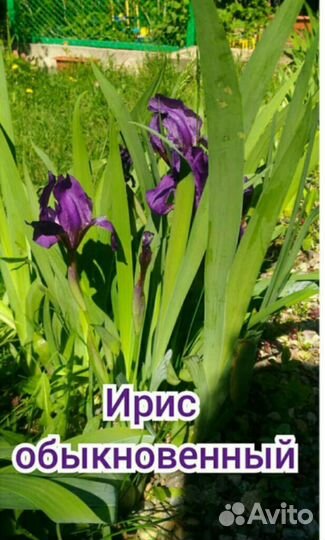 Ирис фиолетовый