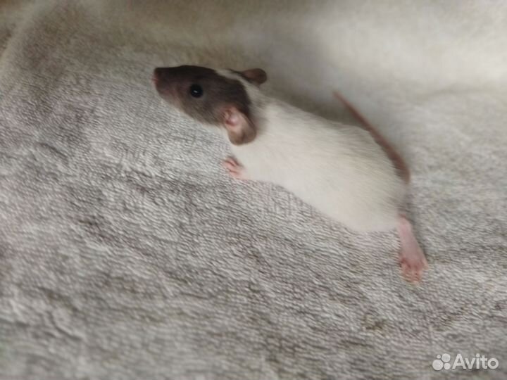 Крысята Дамбо вельветин далматин и тд