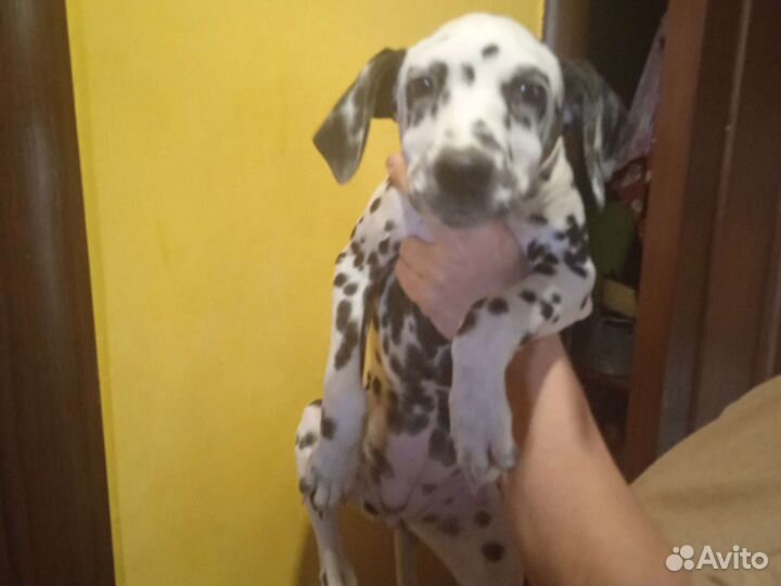 Щенки далматина