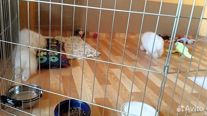 Манеж для собак