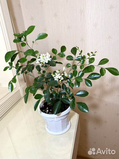 Муррайя метельчатая (японская)