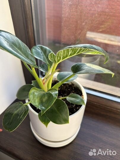 Филодендрон Биркин