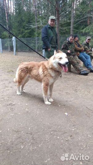 Западно сибирская лайка