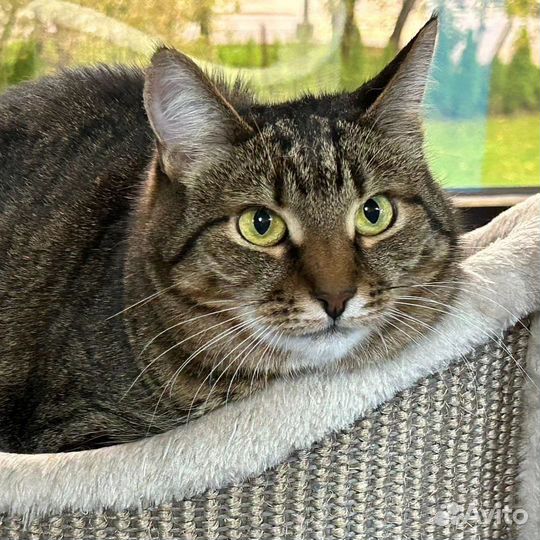 Кошечка Чуня уже год живет в приюте