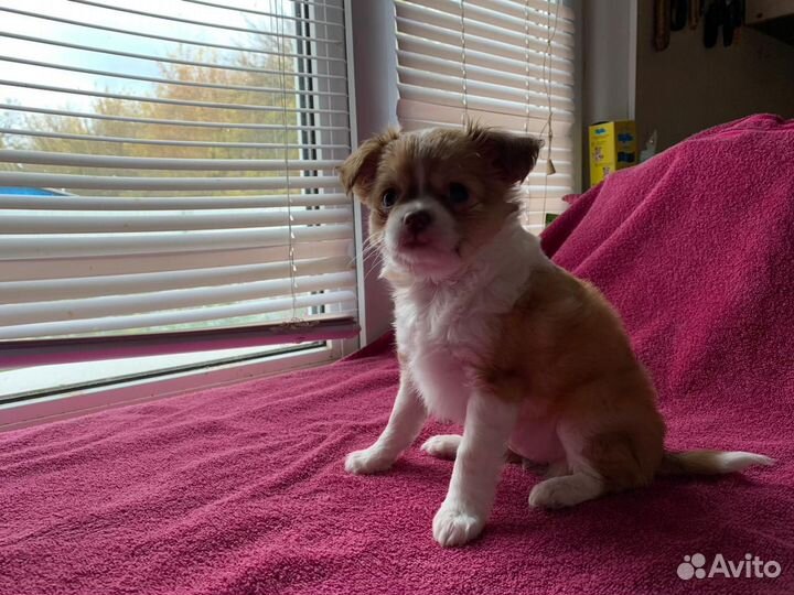 Щенки чихуахуа мини девочки