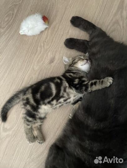 Вязка мраморный британец