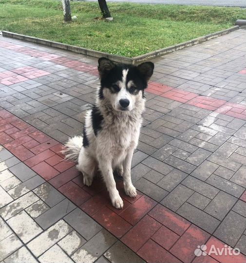 Собака в добрые руки