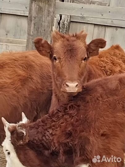 Продаются телки