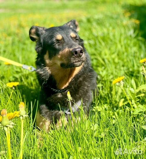 Босерон помесь