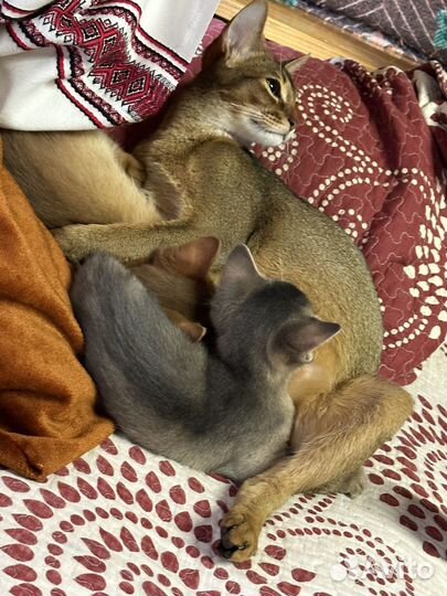 Котята абиссинской породы