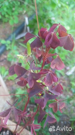 Кислица рожковая Саженцы