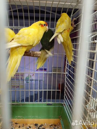 Попугаи и попугайчики в спб