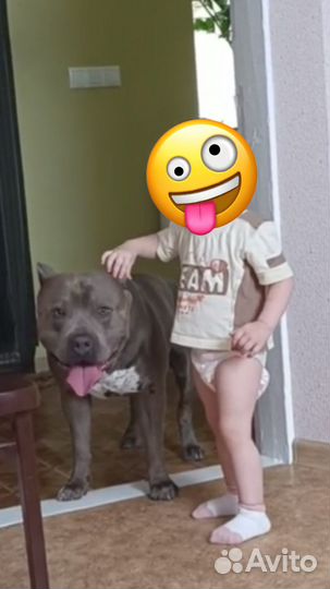 Вязка питбуль