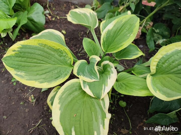 Папоротник хосты