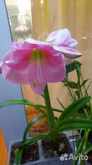 Гиппиаструм детка