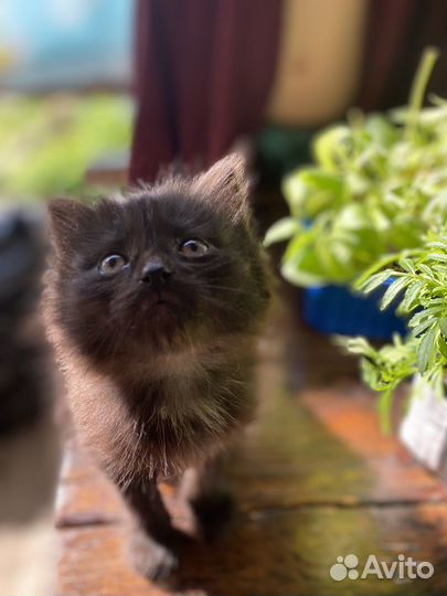 Кошечка 1,5 месяца