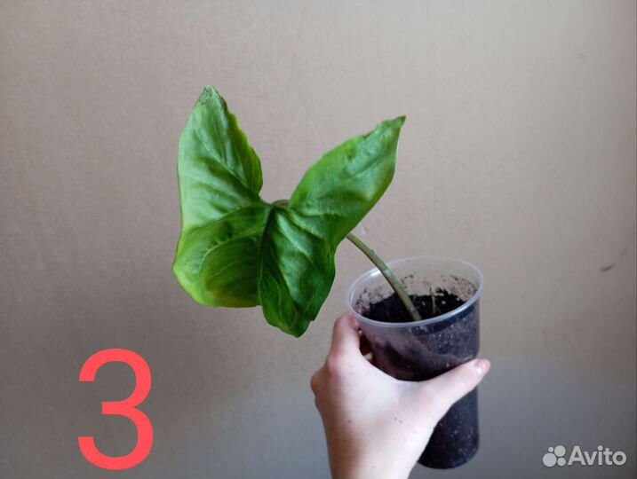 Сингониум ножколистный (подофиллум)