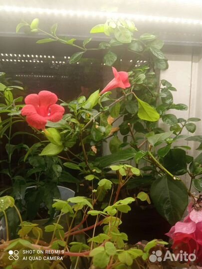 Барлерия красная