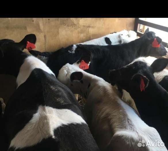 Бычки телята