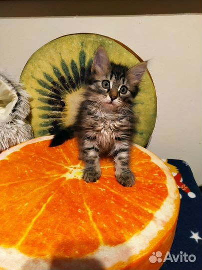 Малышка ищет дом