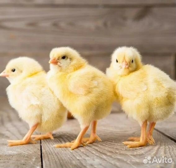 Бройлеры росс 308 21 дней