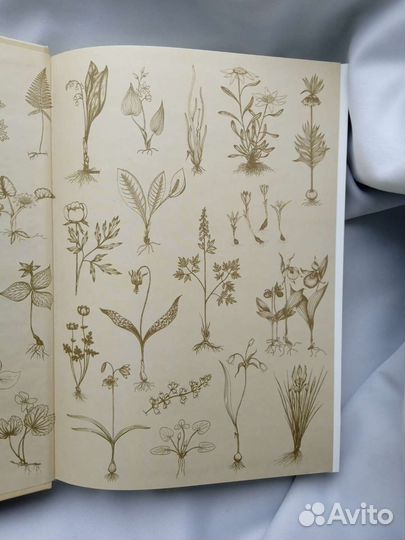 Большая энциклопедия цветочных многолетников