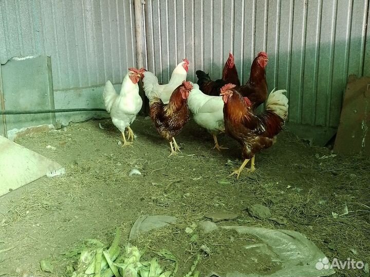 Петухи