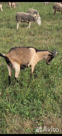 Козы и козлы на мясо