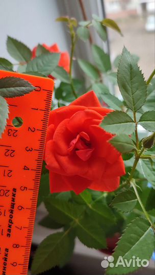 Роза комнатная домашняя, саженец. Гардения