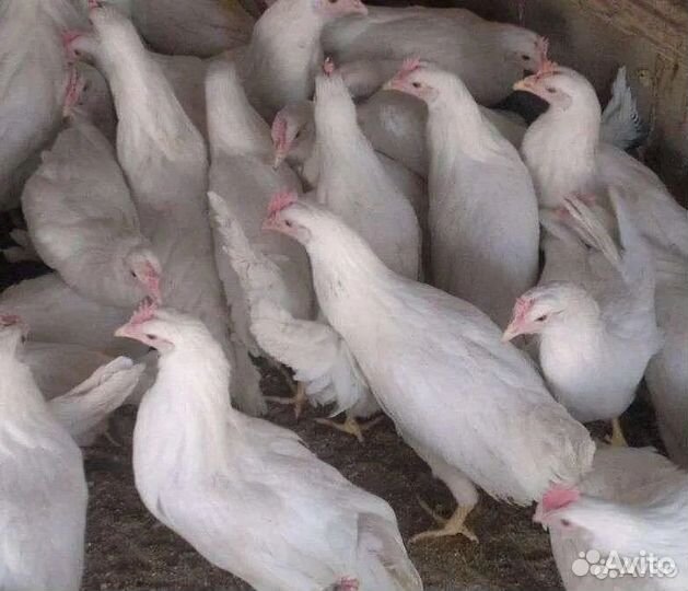 Куры молодки несушки