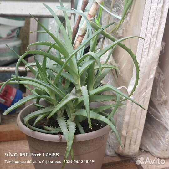 Алоэ отдам отростки