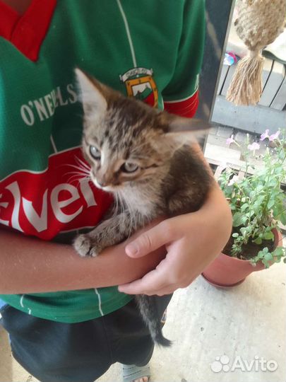 Кошка в дар