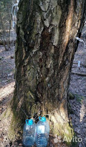 Березовый квас и сок