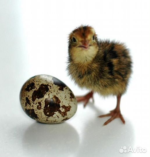 Перепел суточный