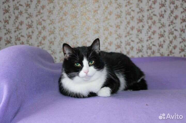 Кошечка Маруся- Марыся