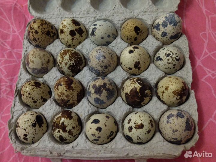 Домашние куриные яйца