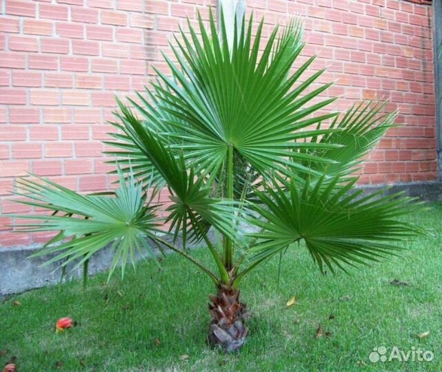 Пальма вашингтония