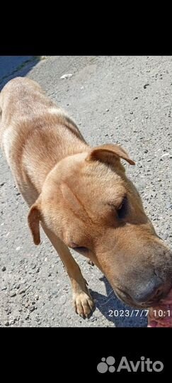 На заброшенной базе найдена метиска шарпейка