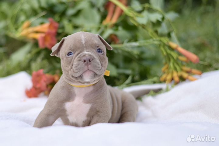 Американский булли