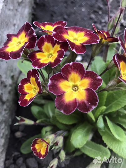 Садовый цветок Примула