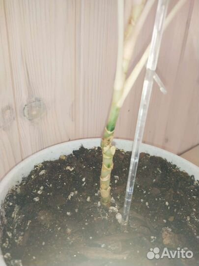 Аглаонема (Просперити/Престиж)