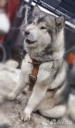 Щенки аляскисы