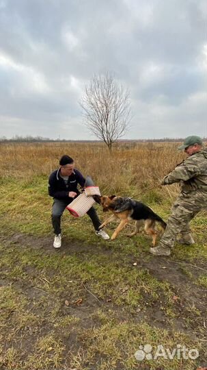 Кинолог. Дрессировка Собак-Телохранителей